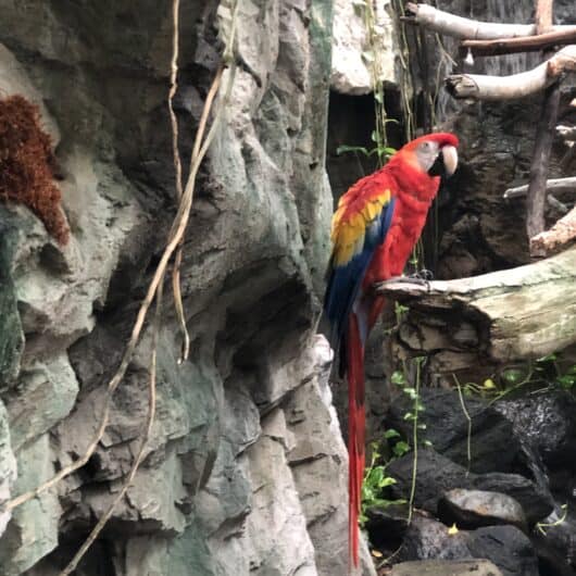 Amazing Reasons Why you need to take your kids to the National Aquarium in Baltimore Including some tips to make your decision easier