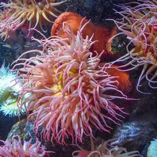 Reasons Why Your Kids Would Love the National Aquarium in Baltimore Including some tips to make your decision easier