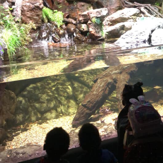 Reasons Why Your Kids Would Love the National Aquarium in Baltimore Including some tips to make your decision easier
