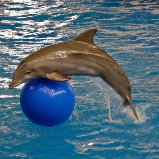 Reasons Why Your Kids Would Love the National Aquarium in Baltimore Including some tips to make your decision easier