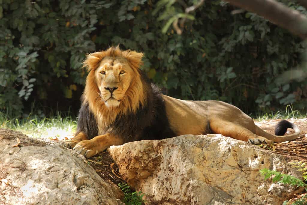 zoo visit with lions
