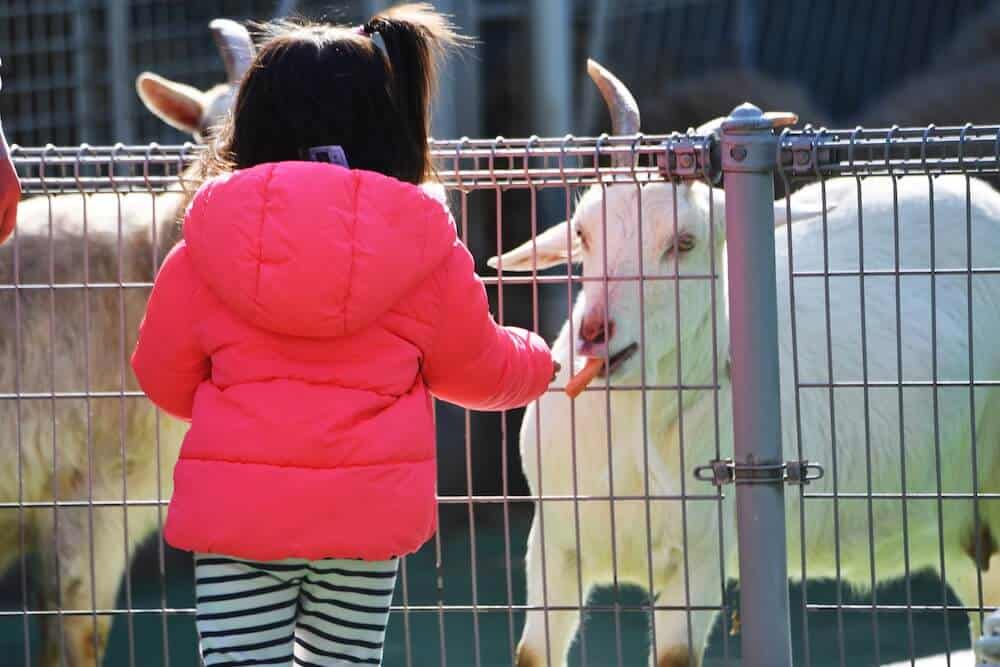 Top 20+ Best Petting Zoos and Farms in Maryland for kids - Deyewa