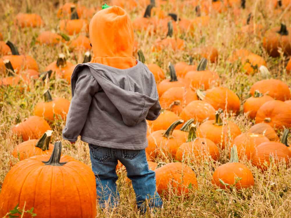 kid at pumpkin patch