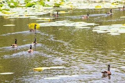 ducks, nature centers in maryland