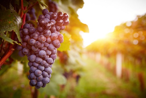 places to visit for couple in maryland, wineries