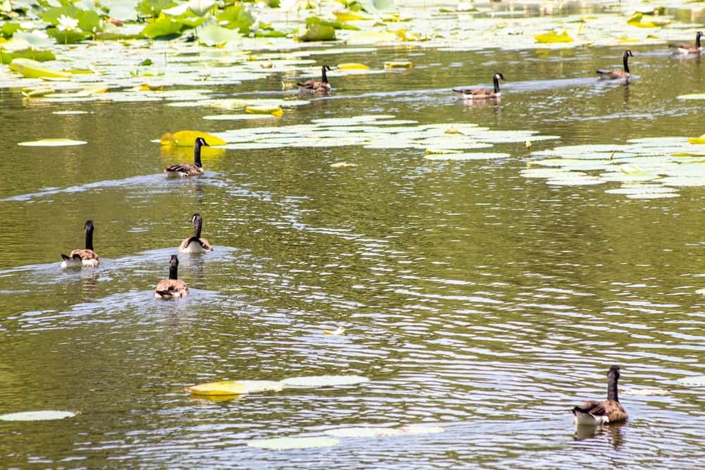 things to do in Baltimore with kids,  carrie murray nature center