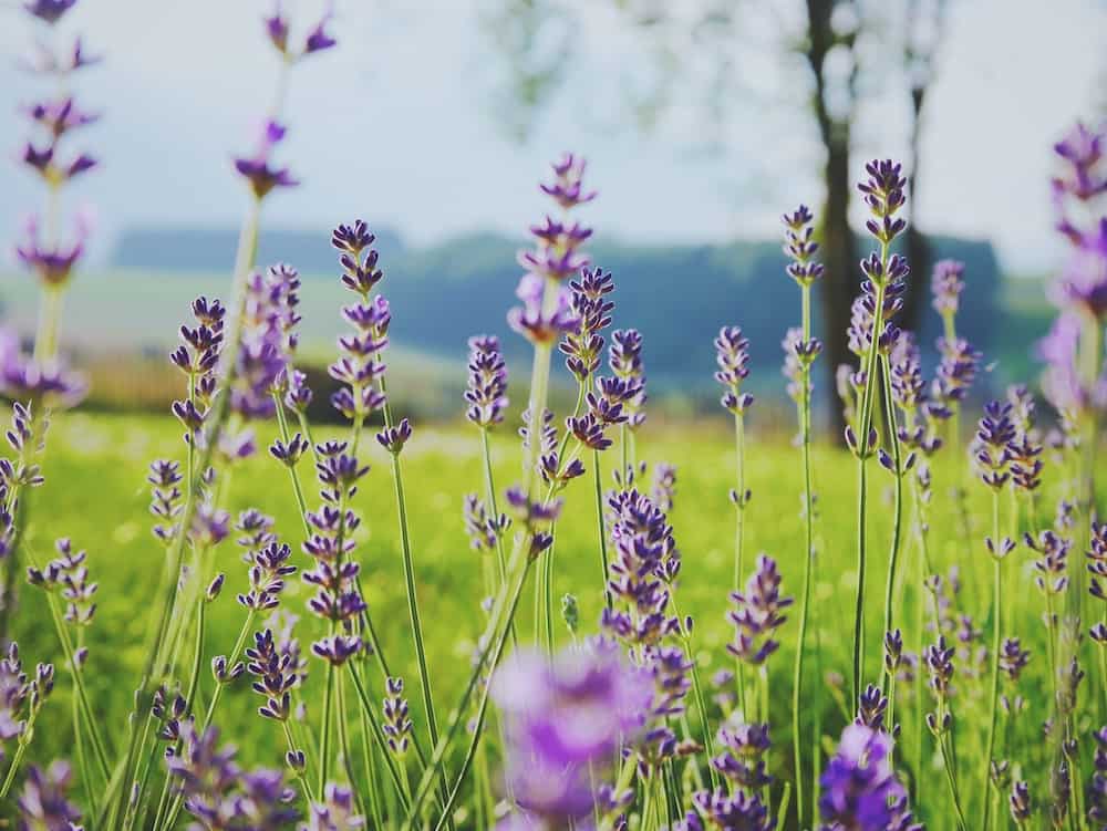 Things To Do in Deep Creek MD in Winter, deep creek lavender farm.