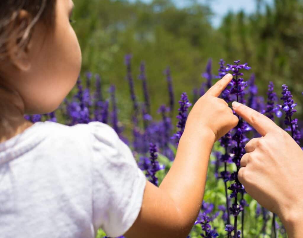 lavender farms in md
