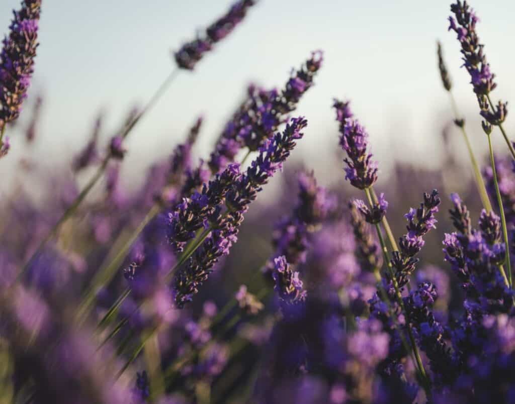lavender farms in md