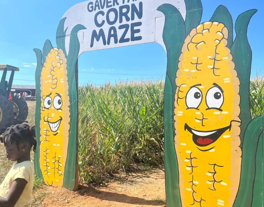 corn maze at gaver farms md