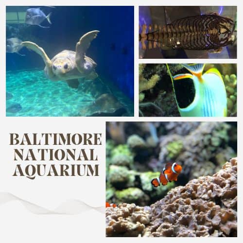 BALTIMORE NATIONAL AQUARIUM