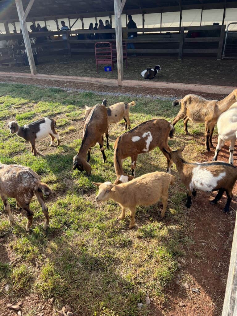 fall festivals in maryland magnolia meadows farm